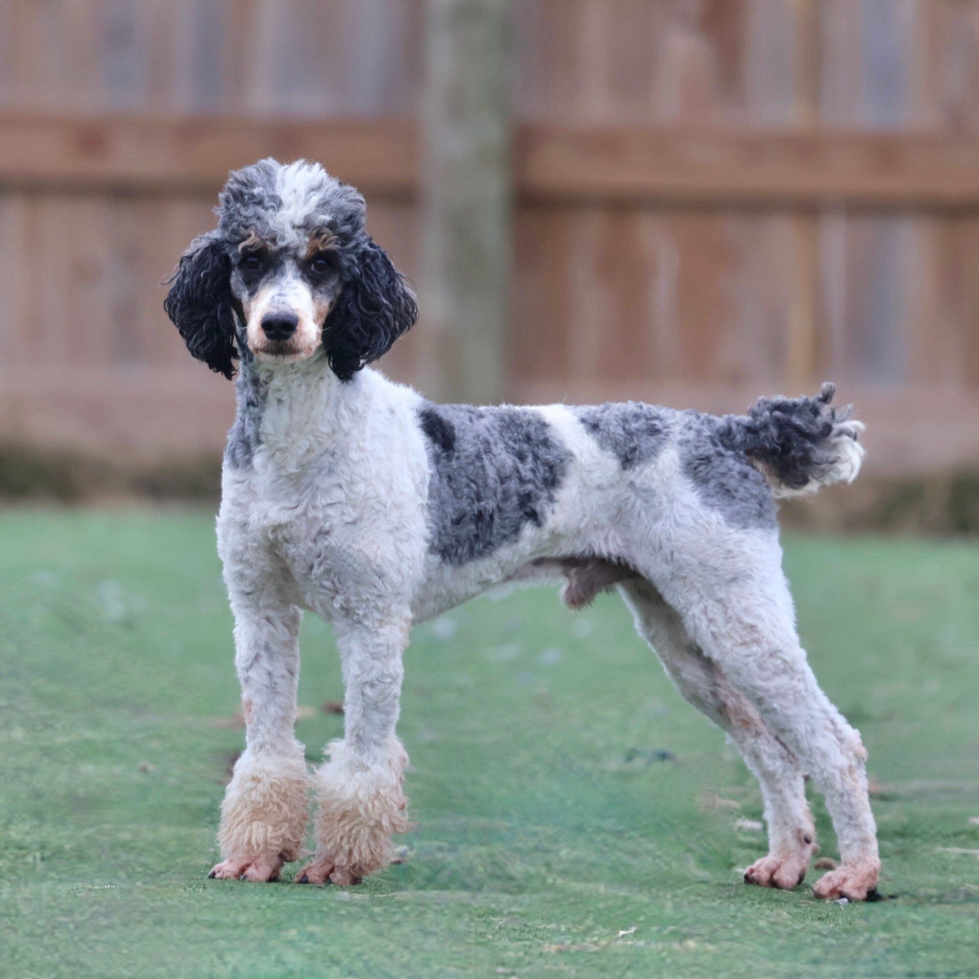 Moyen Poodle Stud Service | Bobby | Canine Stud Connections