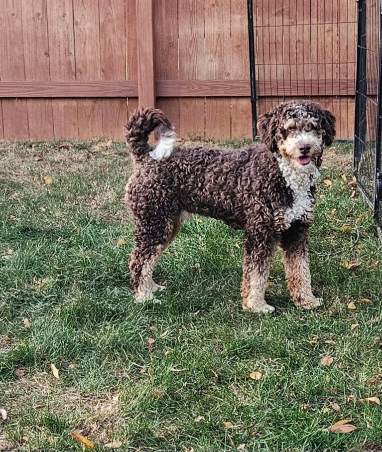 mini bernedoodle stud service