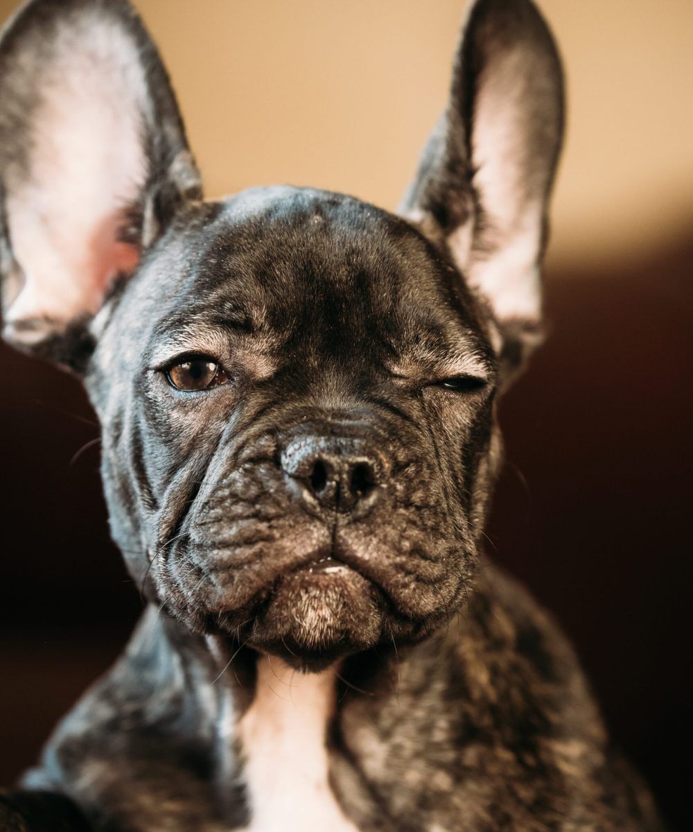 Color Chart Blue Gene Frenchies Dog Denim Dungarees Dog Overalls